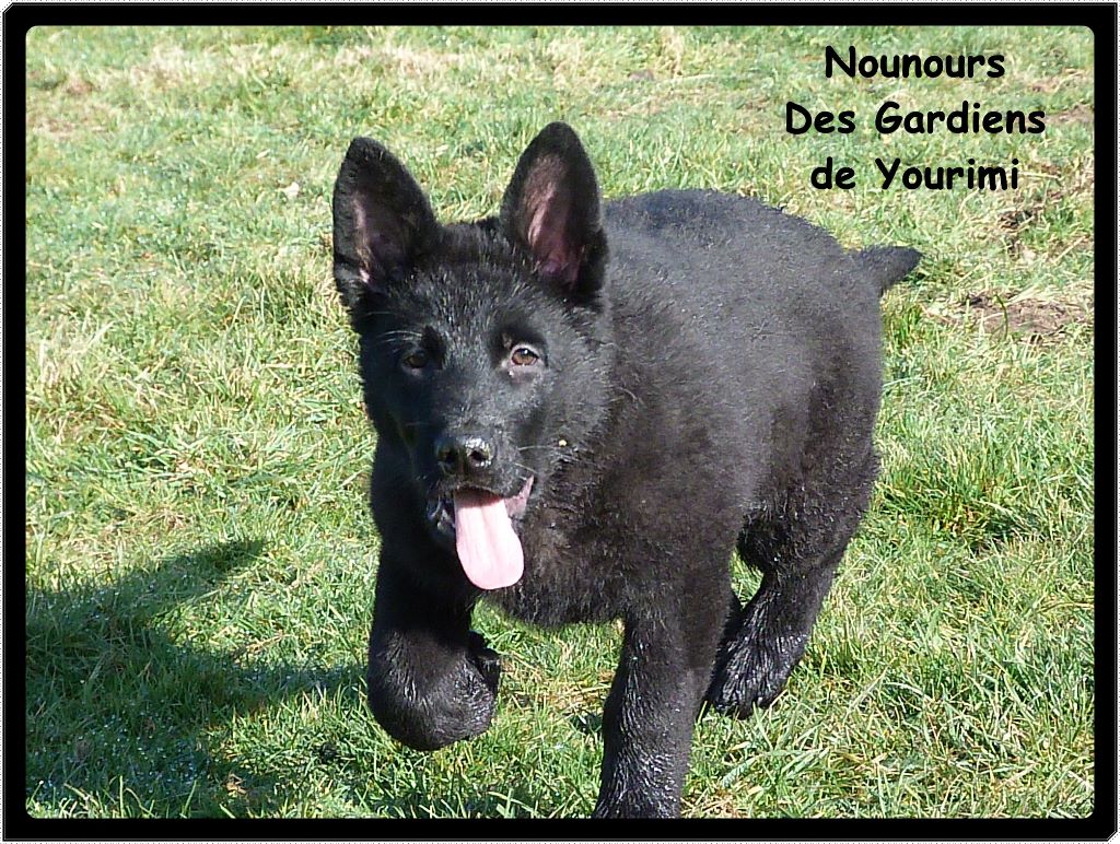 des gardiens de Yourimi - Berger Allemand - Portée née le 15/12/2017